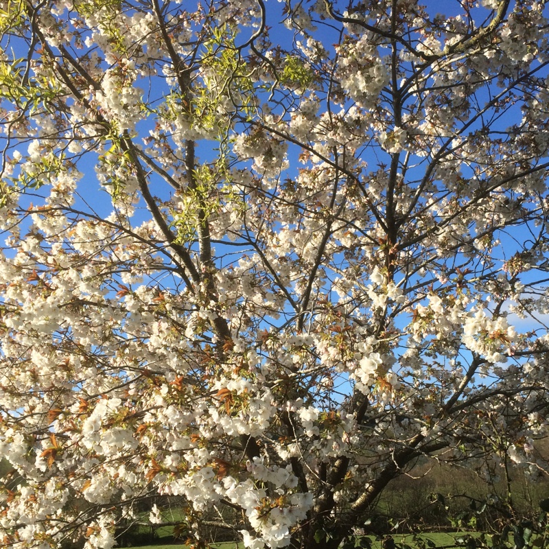 Plant image Prunus 'Tai-haku' syn. Prunus serrulata 'Tai Haku'