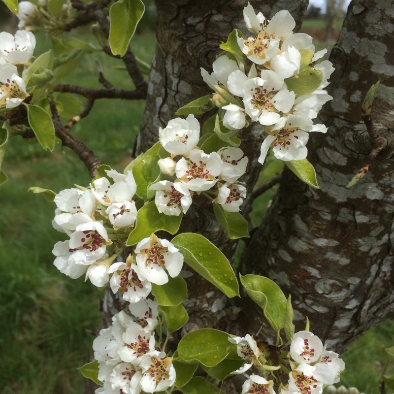 Plant image Pyrus communis 'Thorn' (Perry)