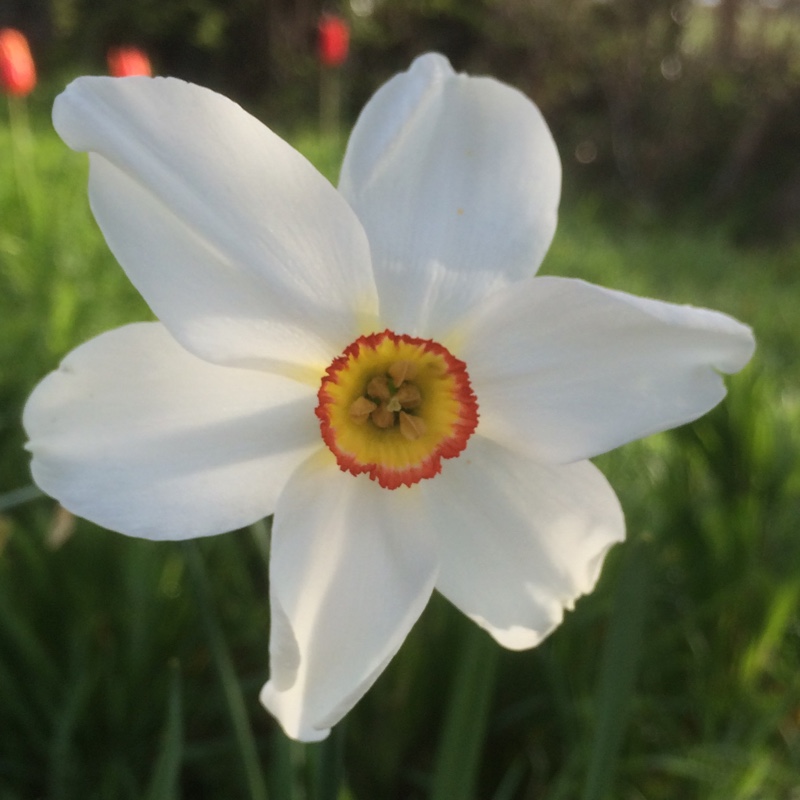 Plant image Narcissus 'Horace'