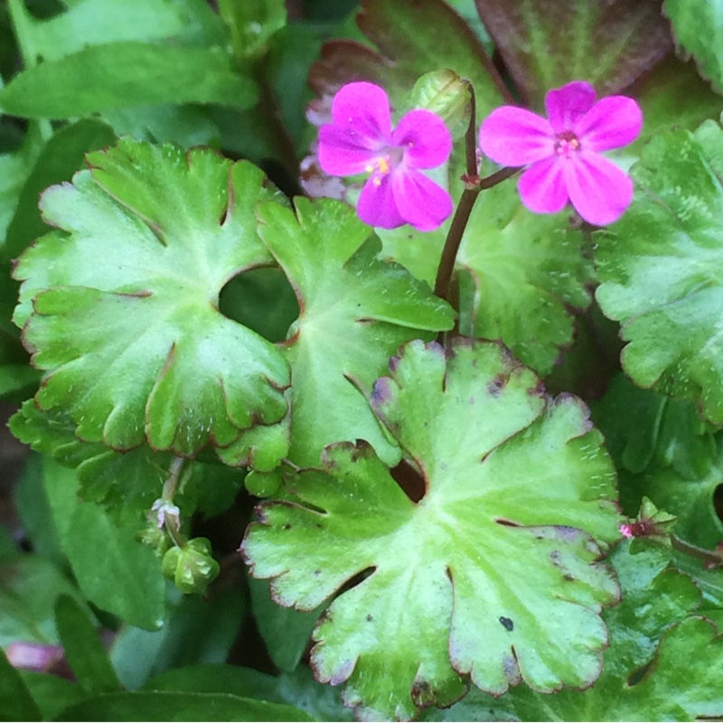 Plant image Geranium lucidum