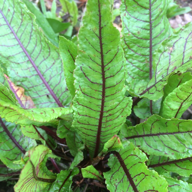 Rumex sanguineus var. sanguineus