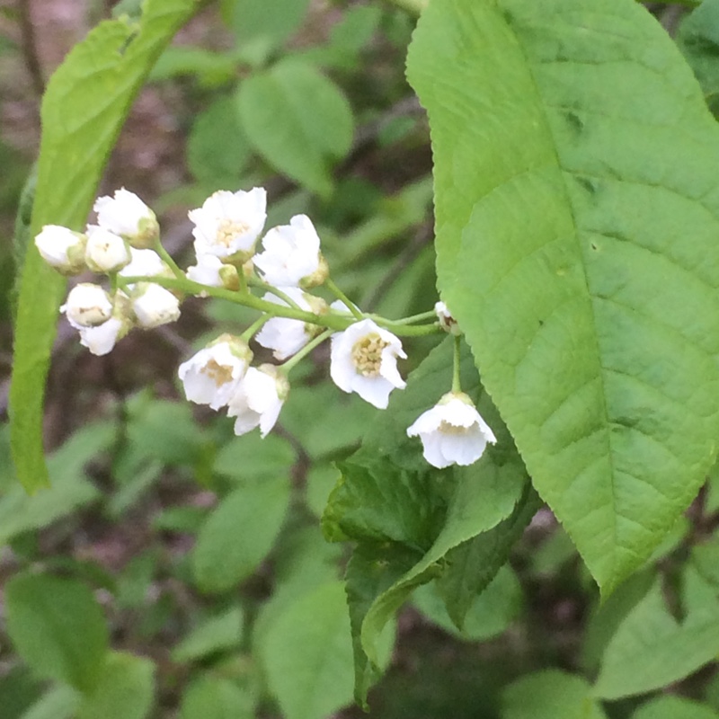 Plant image Prunus padus