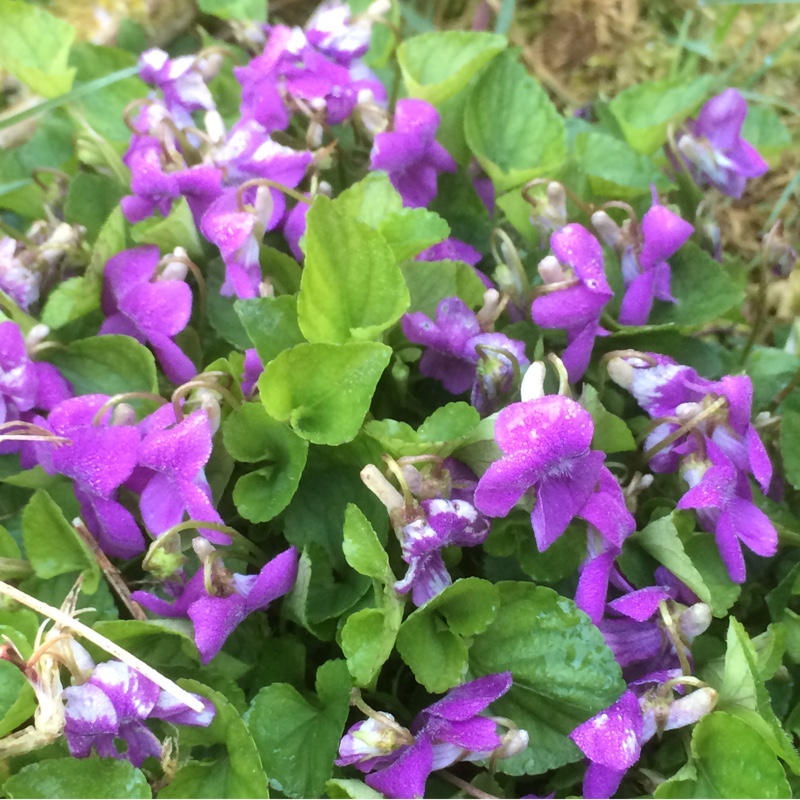 Plant image Viola riviniana 'Rosea'