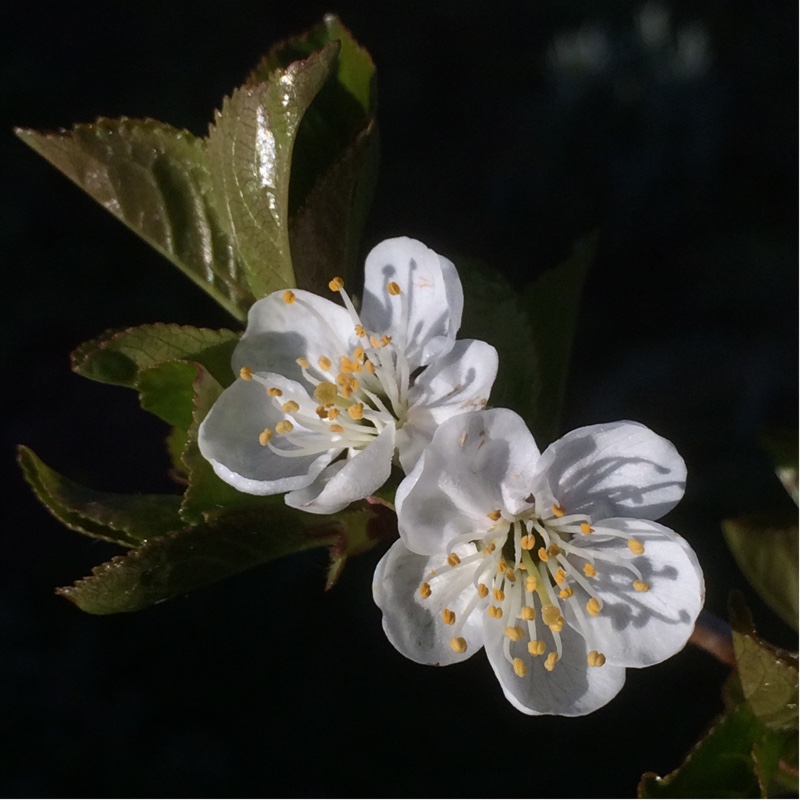 Prunus Cerasus 'Morello'