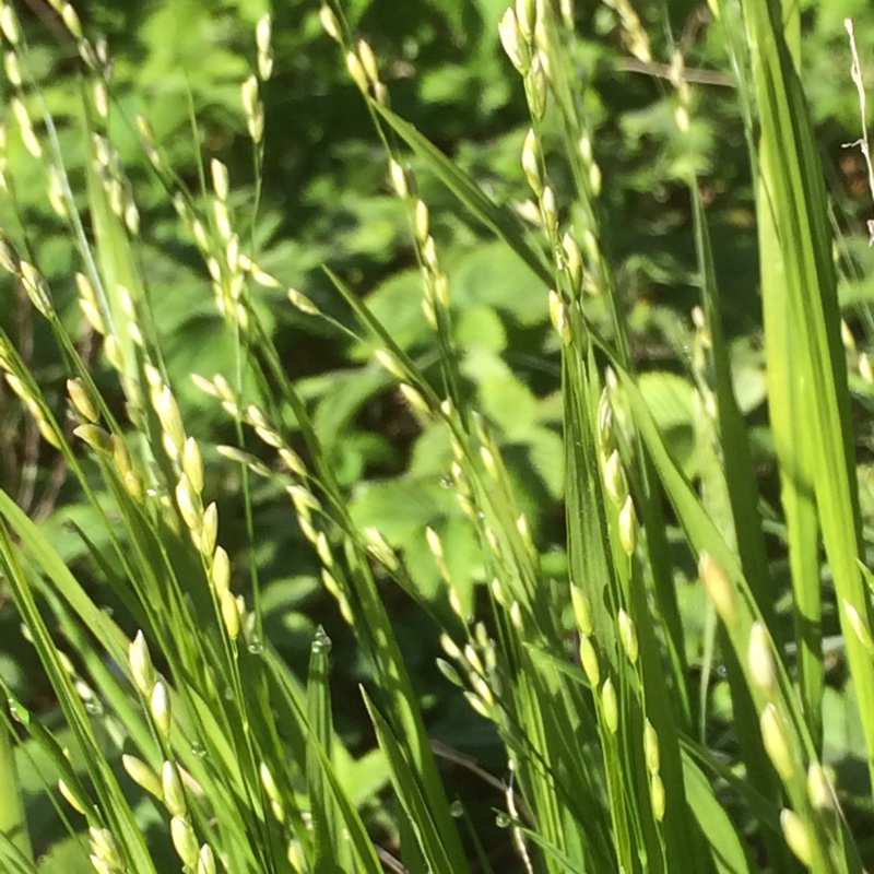 Plant image Melica uniflora f. albida