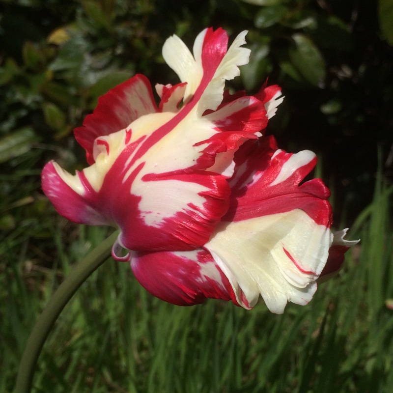 Tulipa 'Estella Rijnveld'