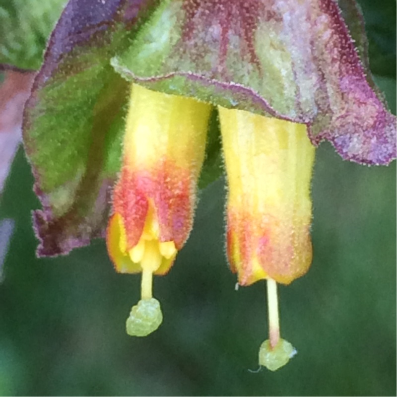 Plant image Lonicera involucrata var. ledebourii