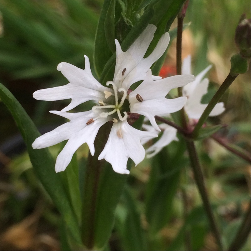 Plant image Lychnis Flos-Cuculi 'White Robin'