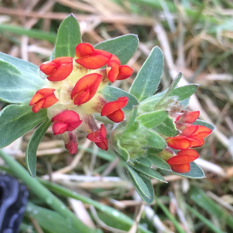 Anthyllis vulneraria var. coccinea