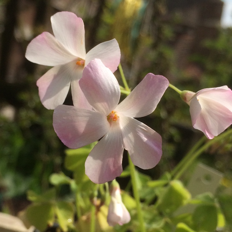 Plant image Oxalis articulata 'Liah'