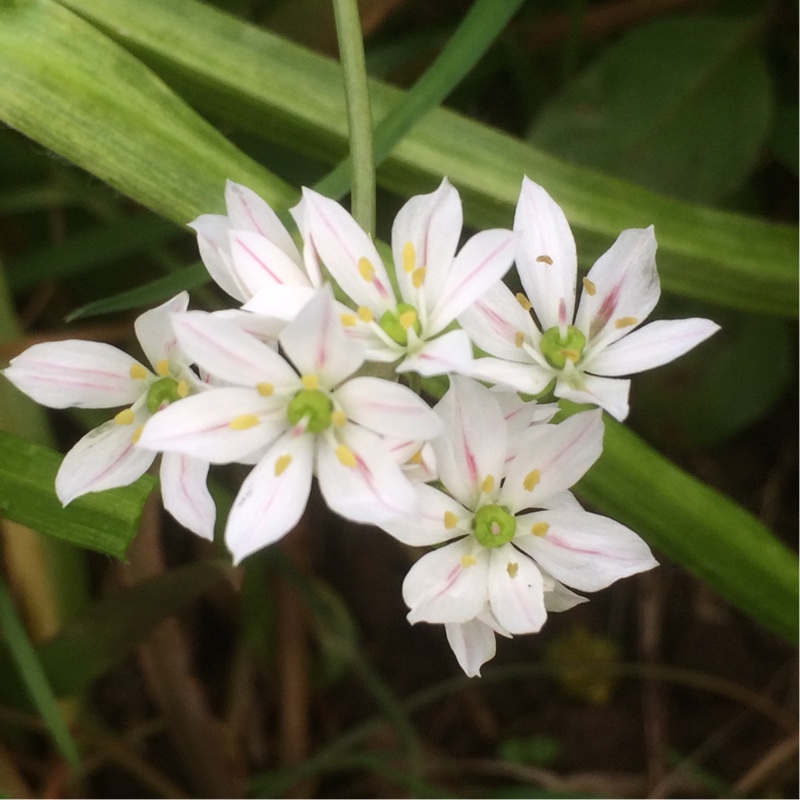 Plant image Allium subhirsutum