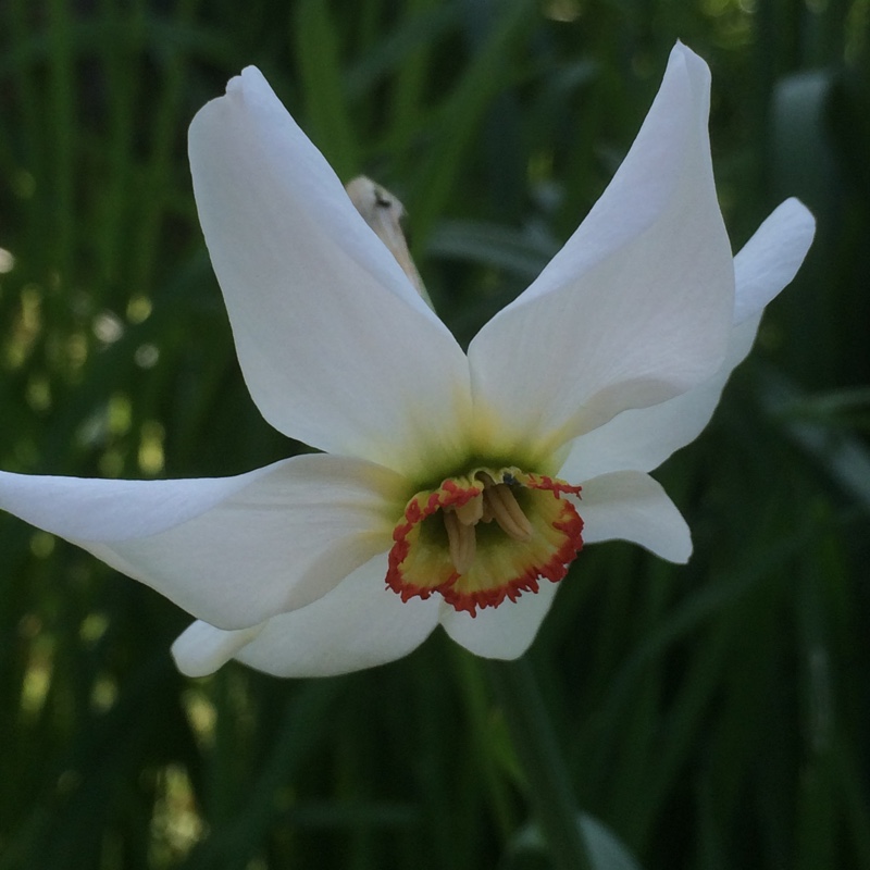 Narcissus poeticus var. recurvus syn. Narcissus 'Pheasant's Eye'