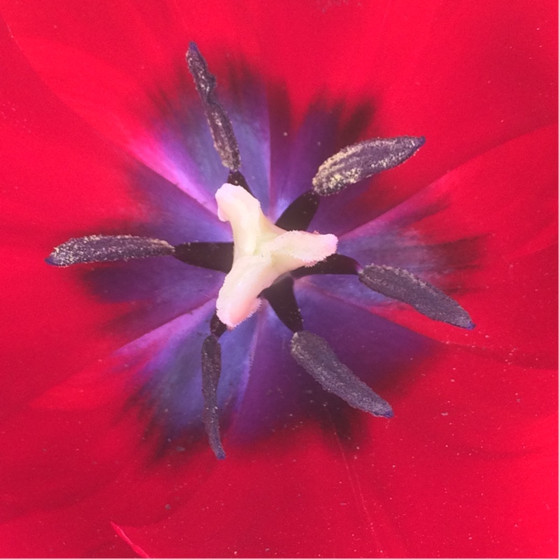 Plant image Tulipa gesneriana var. spathulata