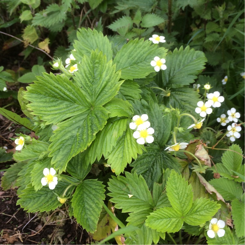 Plant image Fragaria vesca f. alba