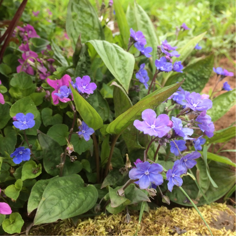 Plant image Omphalodes cappadocica 'Cherry Ingram'