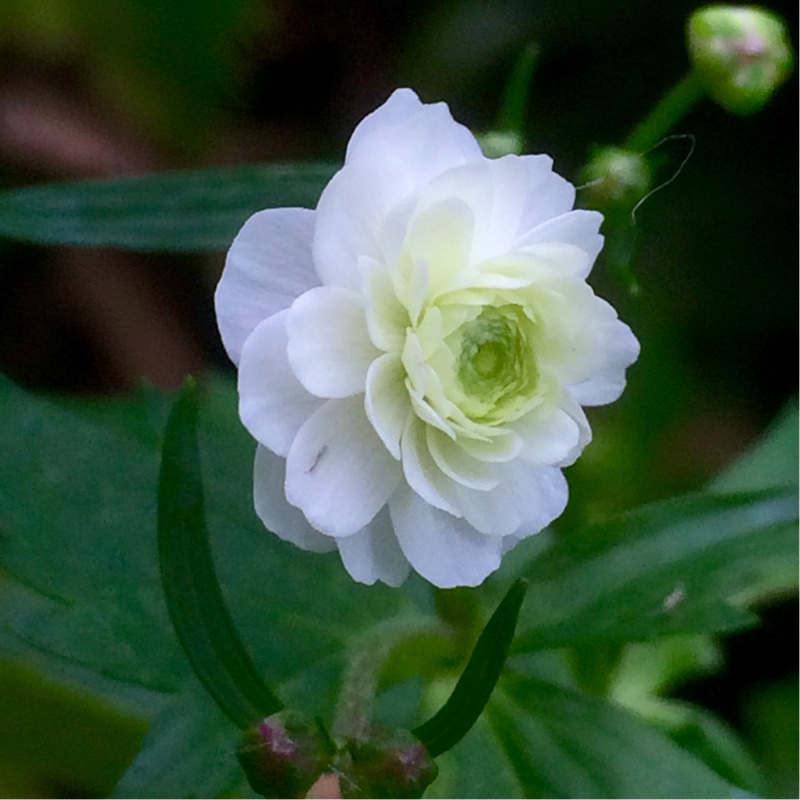 Plant image Ranunculus acris 'Flore Pleno'