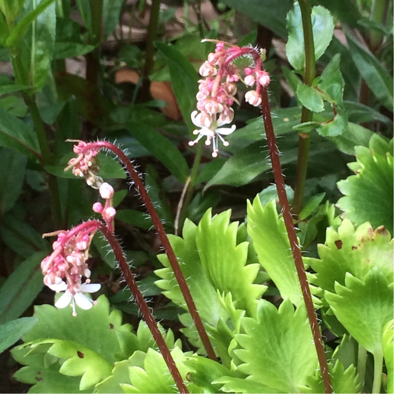 Plant image Saxifraga x polita 'Dentata'