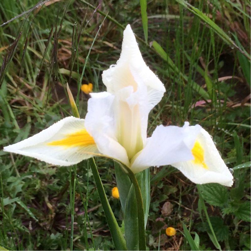 Plant image Iris x hollandica 'White Excelsior'