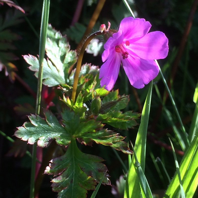 Plant image Geranium yeoi