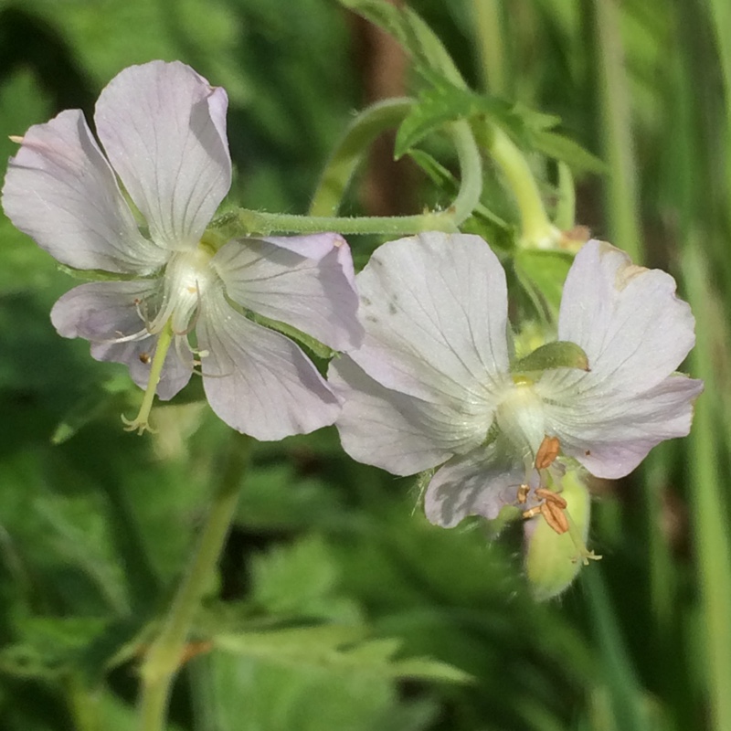 Plant image Geranium phaeum