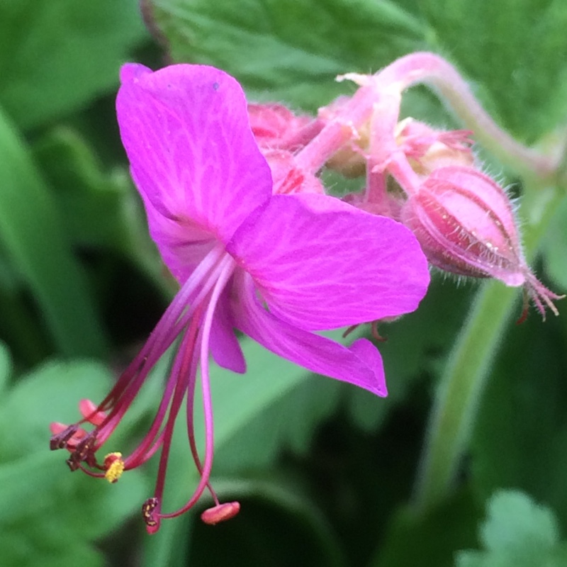 Plant image Geranium macrorrhizum 'Bevan's Variety'