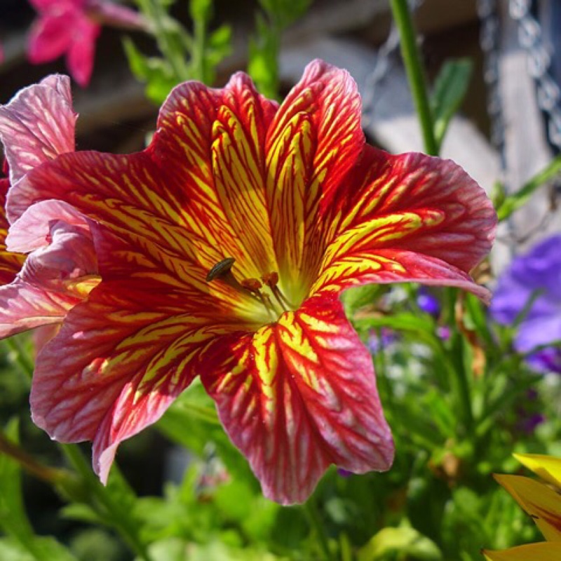 Plant image Salpiglossis sinuata 'Royale Mixed' (Mix)