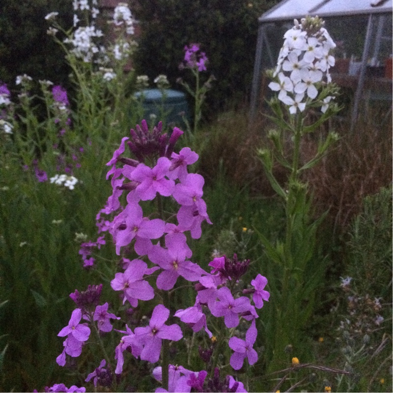 Plant image Hesperis matronalis Crown Mixed