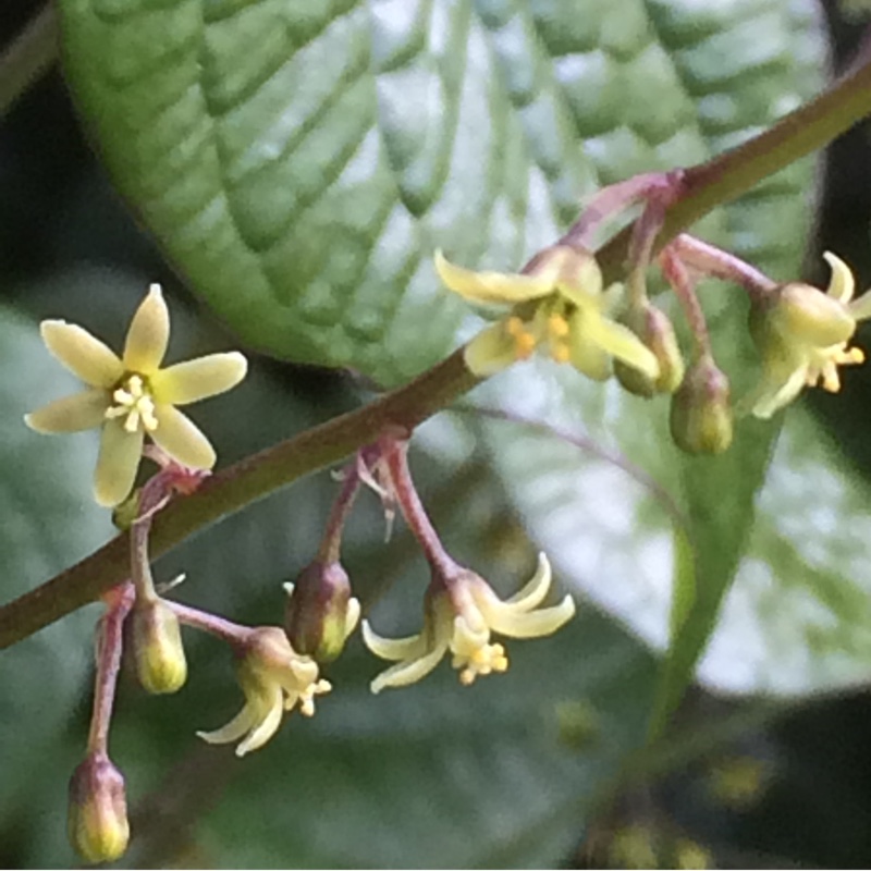 Plant image Dioscorea communis syn. Tamus communis