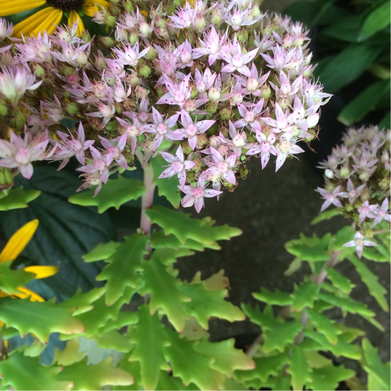 Plant image Sedum 'Thundercloud'