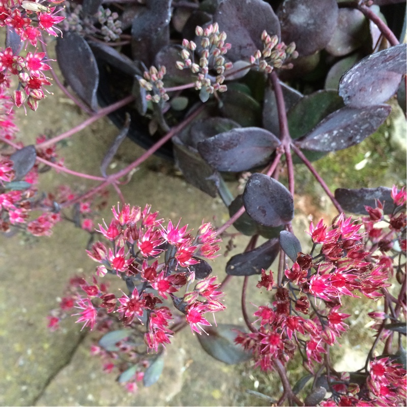 Plant image Sedum Dark Knight