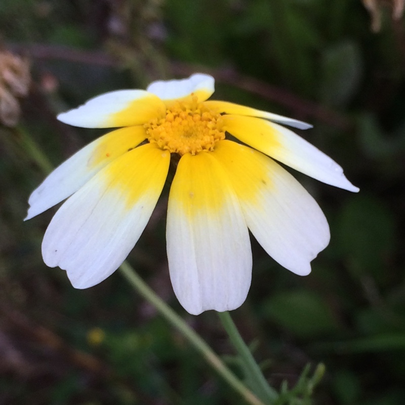 Plant image Glebionis coronaria syn.Chrysanthemum coronarium ; Ismelia coronaria