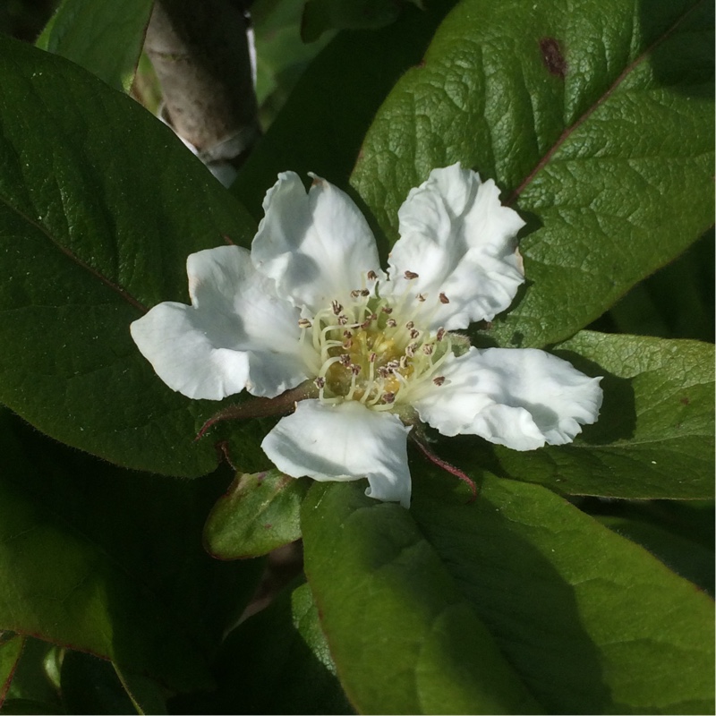 Plant image Mespilus germanica 'Nottingham'