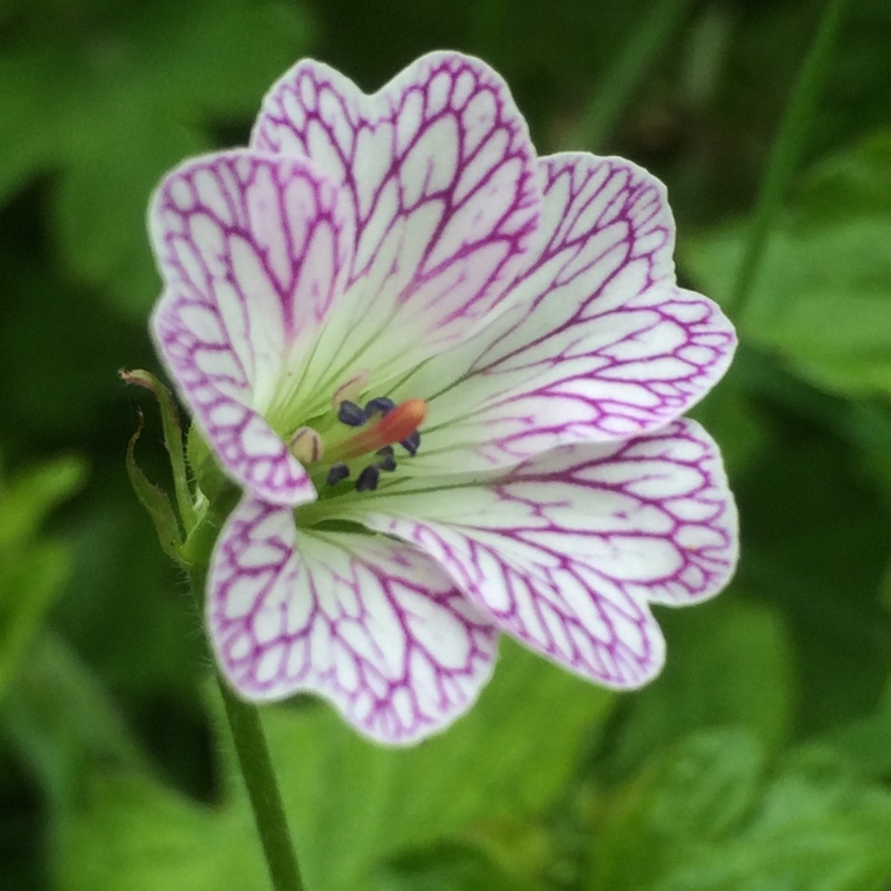 Plant image Geranium versicolor