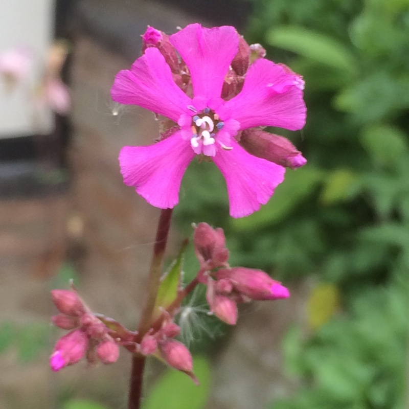 Silene viscaria 'Splendens' syn. Lychnis viscaria 'Splendens'