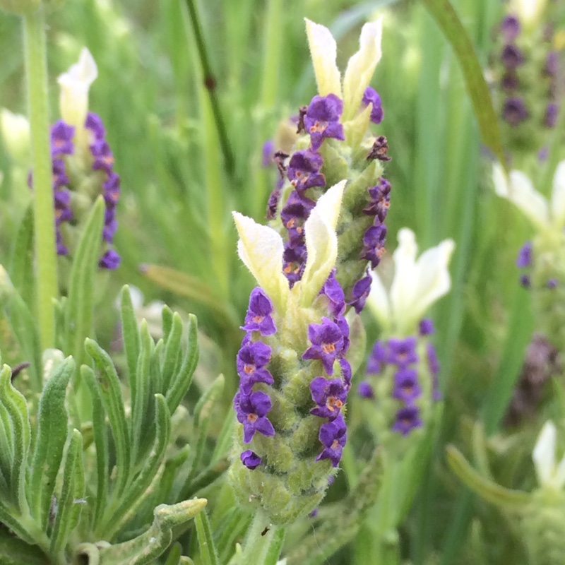 Plant image Lavandula stoechas 'Fair 10' syn. Lavandula stoechas 'Tiara'