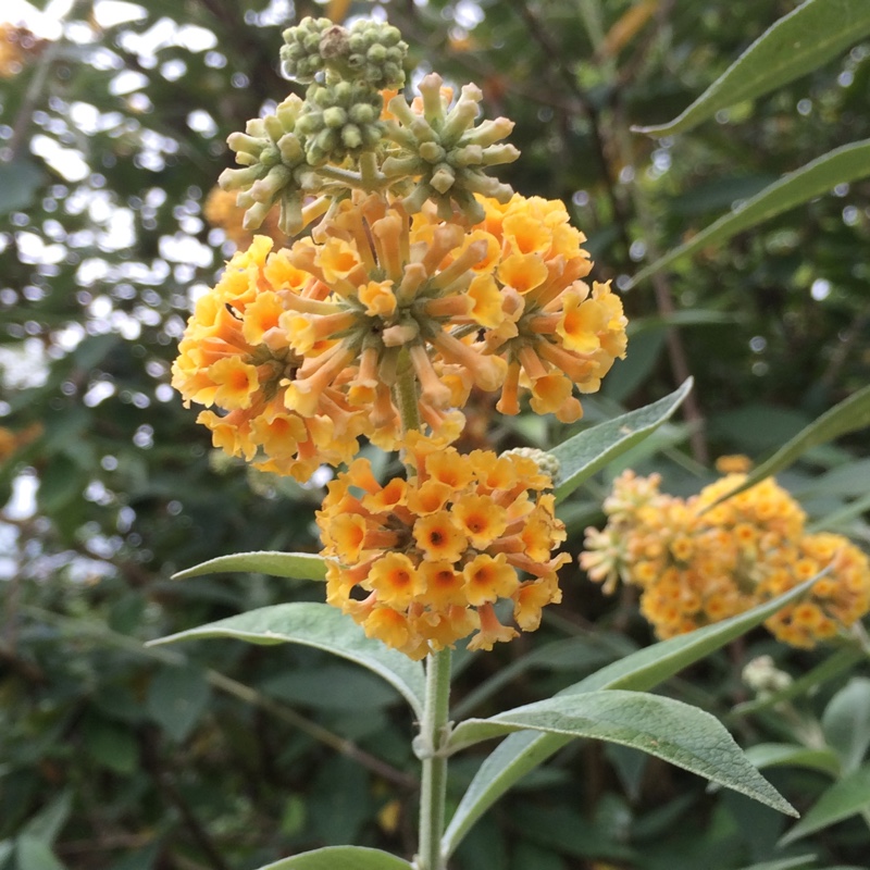 Plant image Buddleja x weyeriana 'Sungold'