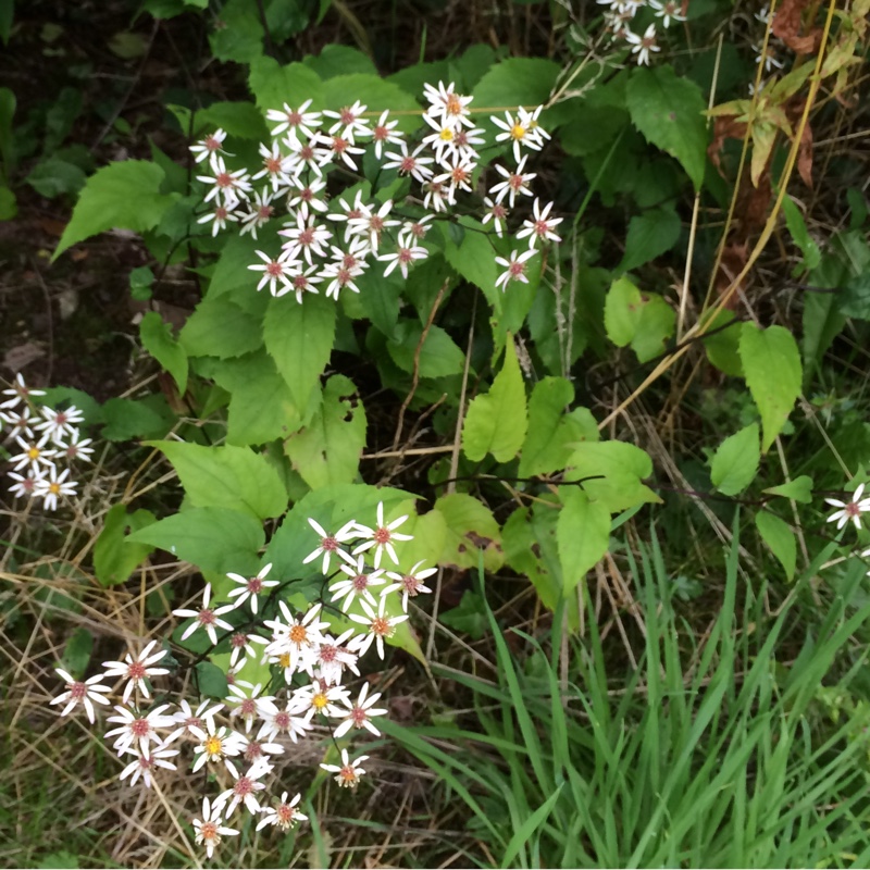 Plant image Aster divaricatus