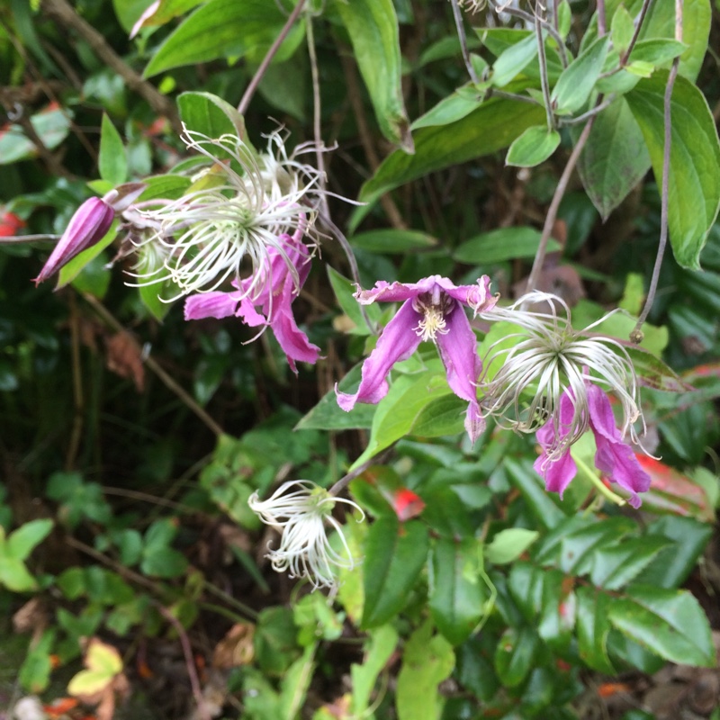 Plant image Clematis integrifolia 'rosea'