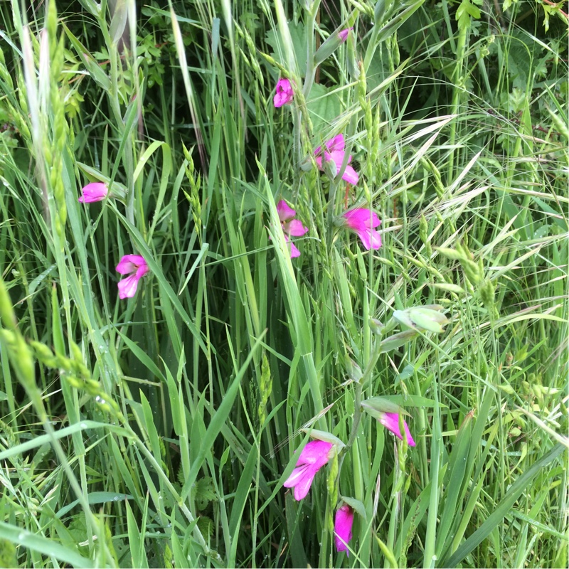 Plant image Gladiolus italicus