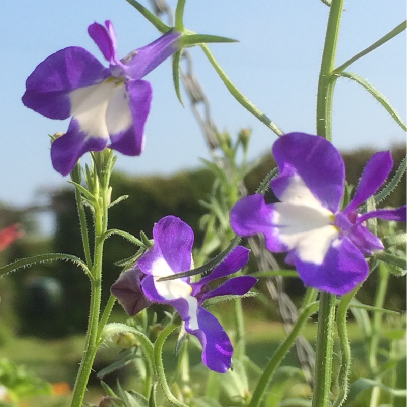 Plant image Lobelia Erinus 'Waterfall Blue Ice'