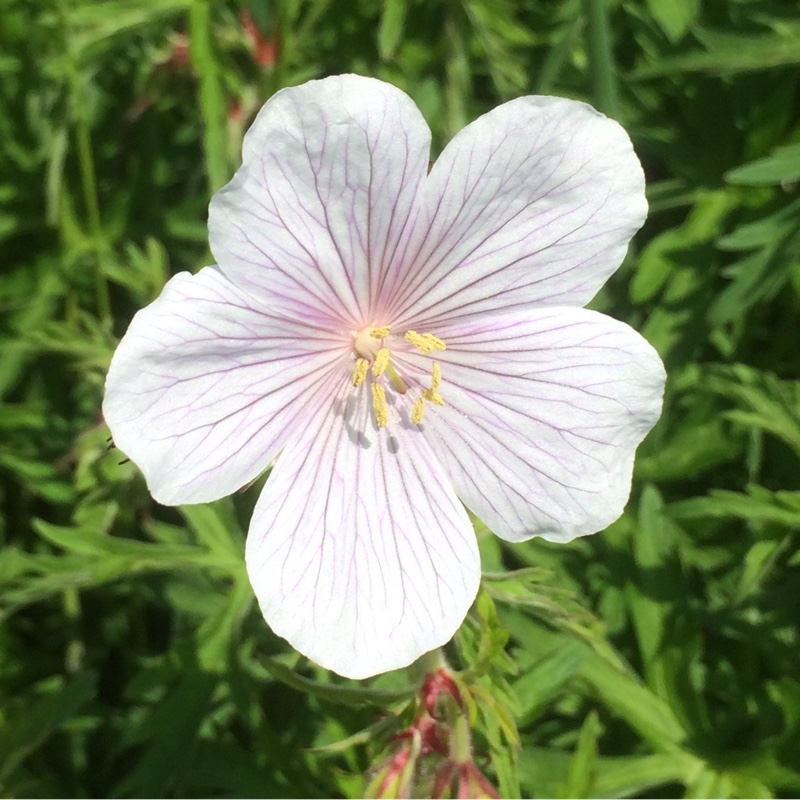 Plant image Geranium clarkei 'Kashmir White'