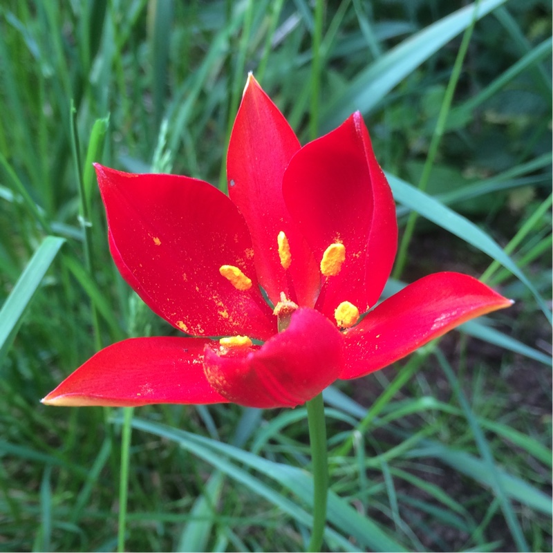 Plant image Tulipa sprengeri 'Trotter's Form'