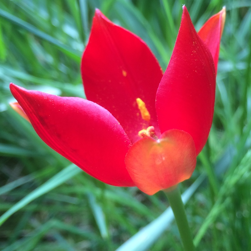 Plant image Tulipa sprengeri 'Trotter's Form'