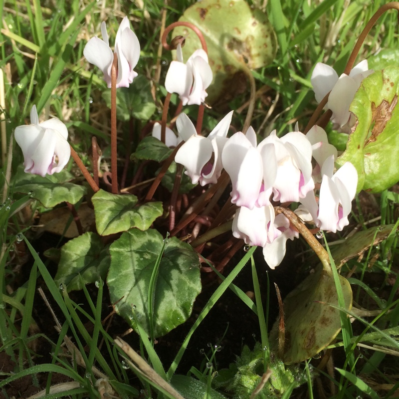 Plant image Cyclamen hederifolium 'Amaze Me'