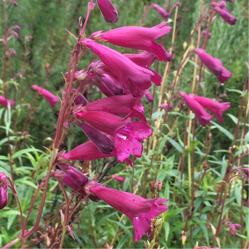 Plant image Penstemon 'Bridgesii'