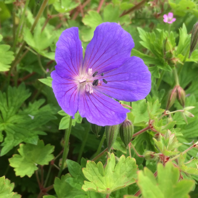 Plant image Geranium himalayense 'Gravetye'