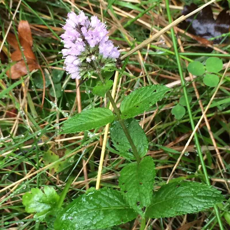 Plant image Mentha x piperita 'Black Peppermint'