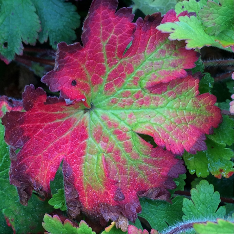 Plant image Geranium x magnificum syn. Geranium magnificum