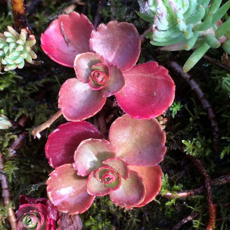 Sedum Spurium 'Red Carpet'