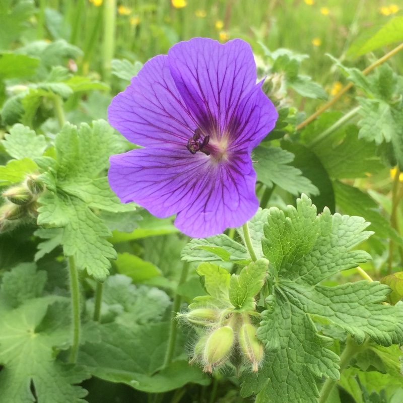 Plant image Geranium x magnificum syn. Geranium magnificum